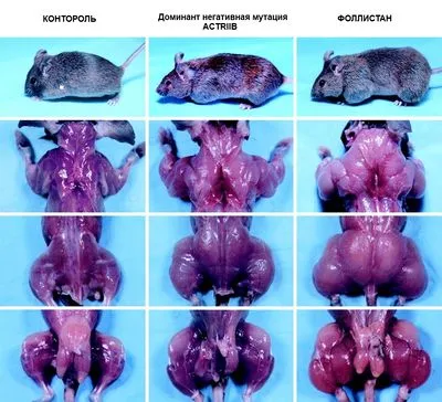 Myostatin a testépítésben