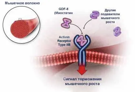 Myostatin a testépítésben