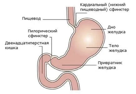 Mítoszok és tények