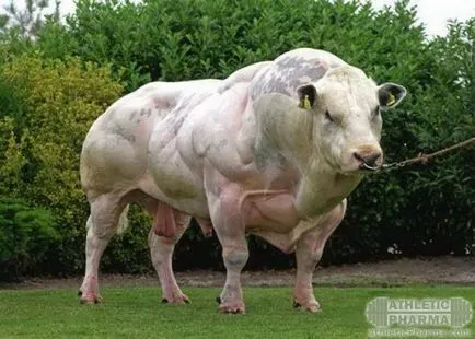 Myostatin emberben