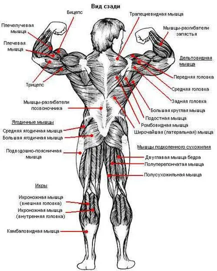 мускулна човек