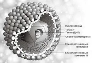 Морфология и структура на вириони