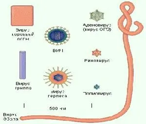 Morfologia și structura virionilor