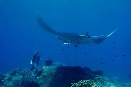 Морски дявол - източник на добро настроение