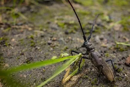 Kolostor Zosima sivatagi Rassudovo