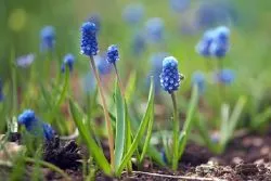 Muscari - plantare și îngrijire