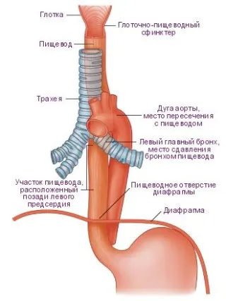 хранопровода и ядрено-магнитен резонанс, който показва индикации за