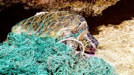 Insula Gunoi în Oceanul Pacific cauzele de, consecințe fotografie