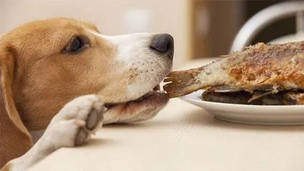 Lehet etetni a kutyát halak és a sajt - a kérdésekre adott válaszok