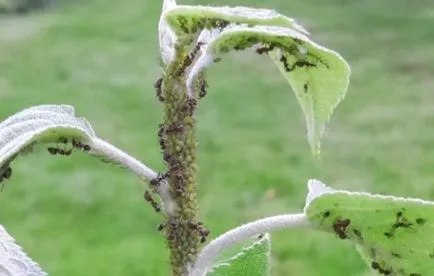 Мравките на ябълка как да се справят с вредителите, отколкото може да се пръска