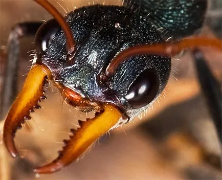 убийци мравки подробно описание, снимки и видео за живота си