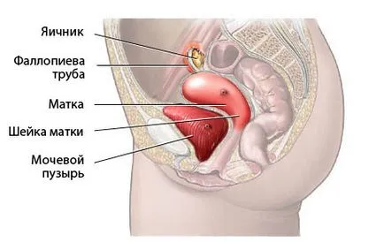 На кой ден от цикъла се направи ултразвуково изследване на матката и придатъците