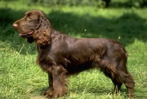Немски шпаньол снимки, описание порода, грижи, характер, всички около кучета