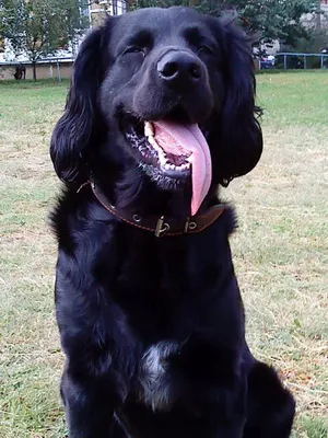 German Spaniel fotografie câine caracter vahtelhund rase, istoria rasei Spaniel german