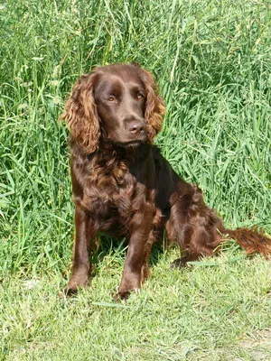 German Spaniel fotografie câine caracter vahtelhund rase, istoria rasei Spaniel german