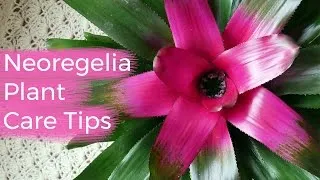 Neoregelia fotó, otthoni gondozást, a fajta