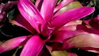 Neoregelia fotografie, de îngrijire la domiciliu, tipurile de