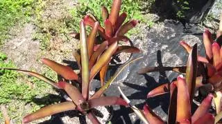 Neoregelia fotó, otthoni gondozást, a fajta