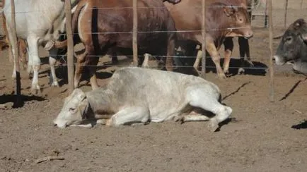 Necrobacteriosis bovine patogen si diagnostic