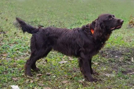 German Spaniel fotografie câine caracter vahtelhund rase, istoria rasei Spaniel german