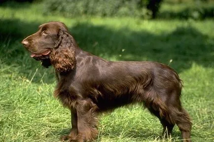 German Spaniel fotografie câine caracter vahtelhund rase, istoria rasei Spaniel german