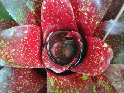 fotografii Neoregelia, punctele de vedere și modul în care să aibă grijă de plante