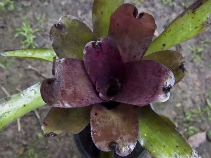 fotografii Neoregelia, punctele de vedere și modul în care să aibă grijă de plante