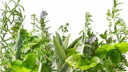 Народні засоби від простатиту і імпотенції (народні засоби простатиту) Народні засоби від простатиту і імпотенції