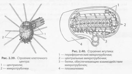 Немембранні органели рибосоми, клітинний центр, органели руху (клітини) Немембранні органели рибосоми, клітинний центр, органели руху