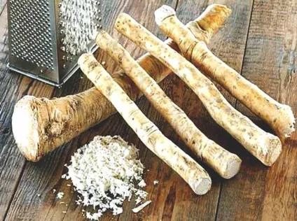Народні засоби при артрозі, столітник (допомагають поліпшити стан) Народні засоби при артрозі, столітник