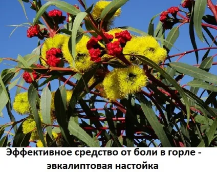 Настоянка евкаліпта для полоскання горла інструкція із застосування дітям, сайт про методи лікування (полоскання) Настоянка евкаліпта для полоскання горла інструкція по застосуванню дітям, сайт про методи лікування