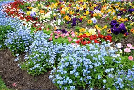 Nefelejcs fotó a virágok, egyre nagyobb a mag, ültetés és gondozás a nyílt terepen