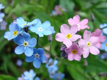 Uita-mi fotografia de flori, în creștere din semințe, de plantare și îngrijire în câmp deschis