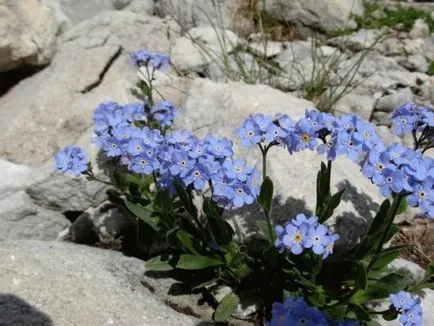 Uita-mi fotografia de flori, în creștere din semințe, de plantare și îngrijire în câmp deschis