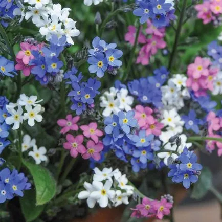 Uita-mi fotografia de flori, în creștere din semințe, de plantare și îngrijire în câmp deschis