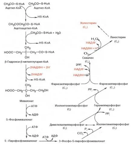metabolismul lipidic - Partea 6
