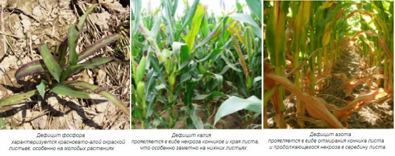 Общи препоръки за прилагане на торове в нарастващ сладка царевица и основен