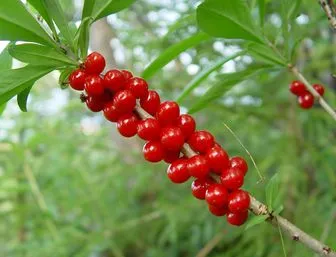 O dată, ca un copil am mâncat Wolfberry