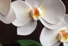 Orchid foamirana, hogyan kell csinálni egy mesterkurzus, fotók és sablonokat saját kezűleg, minta és videó mikron