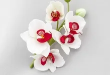 Orchid foamirana за това как да се направи майсторски клас, снимки и шаблони с ръцете си, модел и видео микрона