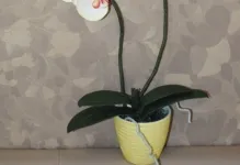 Orchid foamirana, hogyan kell csinálni egy mesterkurzus, fotók és sablonokat saját kezűleg, minta és videó mikron