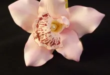 Orchid foamirana за това как да се направи майсторски клас, снимки и шаблони с ръцете си, модел и видео микрона