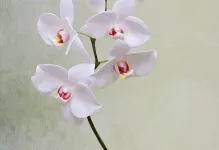 Orchid foamirana, hogyan kell csinálni egy mesterkurzus, fotók és sablonokat saját kezűleg, minta és videó mikron