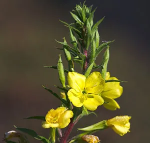 Bienala Oenothera sau seara de primulă în medicina populară