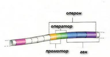 Operon - Ce este asta