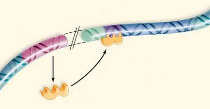 -Operon - mi ez