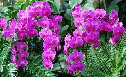 Orchid от foamirana собствените си ръце