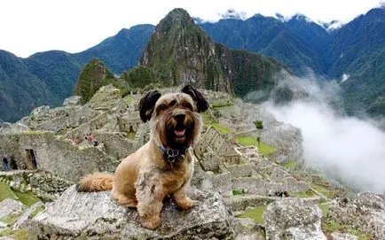 Oscar - câine, câine de călătorie fotografii fapte - stiri interesante în imagini, Photofacts