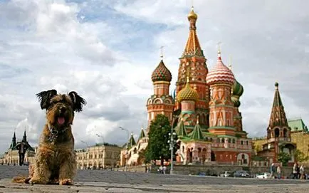 Oscar - câine, câine de călătorie fotografii fapte - stiri interesante în imagini, Photofacts