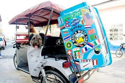 Oscar - kutya, kutya utazó fotók tények - érdekes hírek képekben, Photofacts